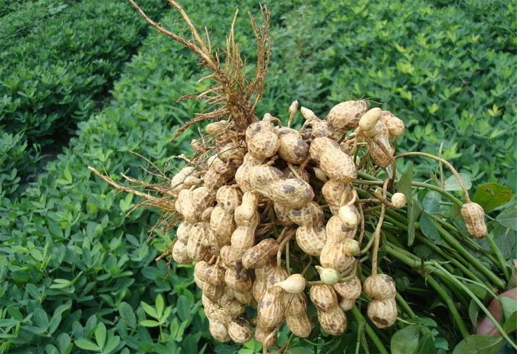 Key points of fertilizer management in peanut fruit expanding period