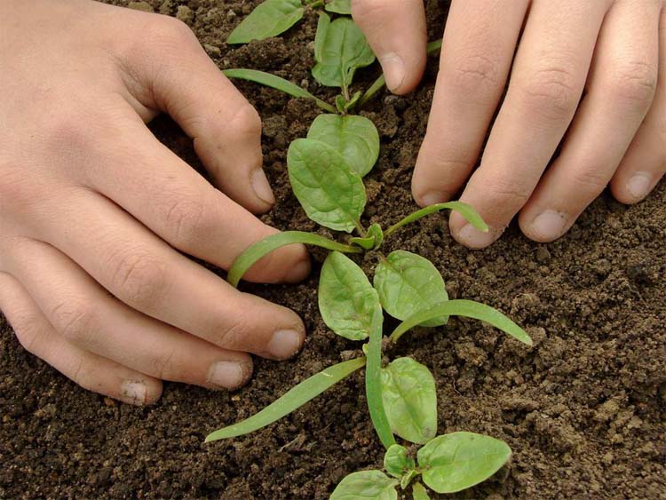 Seeding Techniques of Spinach in Autumn