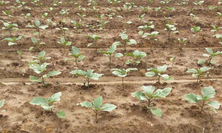 The key points of autumn eggplant seedling management