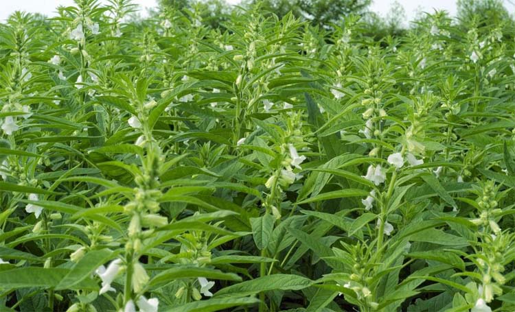 Key points of fertilization management in sesame blooming period