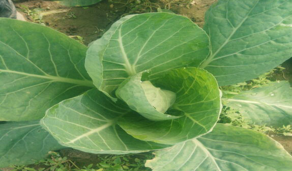 Seeding Techniques of Autumn Cabbage