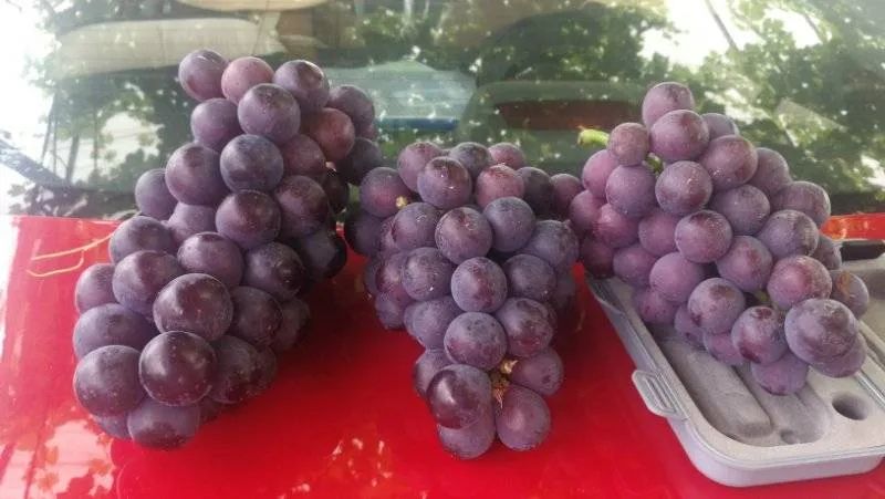 NPK 15 15 15 helps the grape harvest