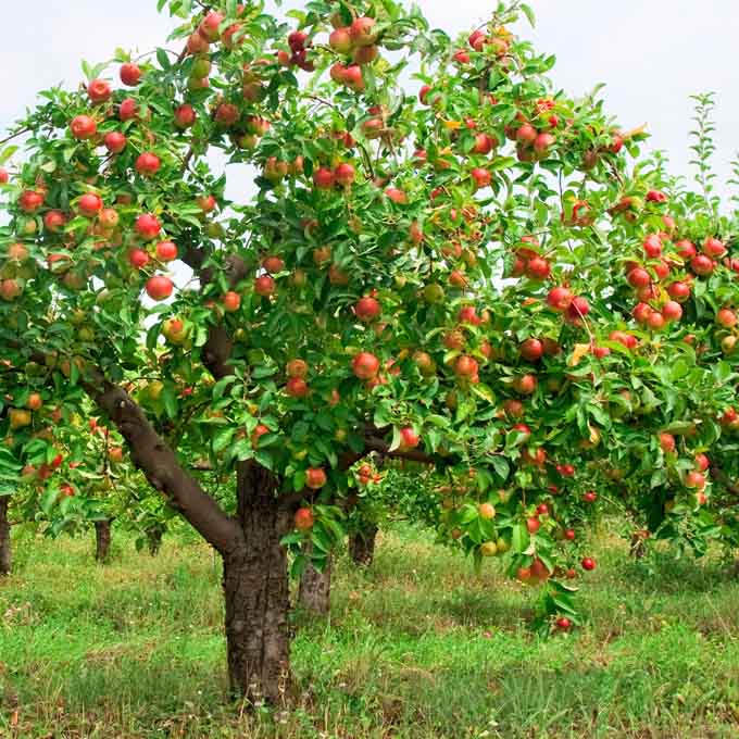 Key points of management of apple fruit expansion period