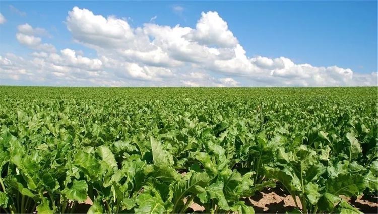 Management points of sugar beet accumulation period