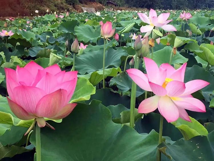 Huaqiang special fertilizer for lotus root increases lotus seed yield