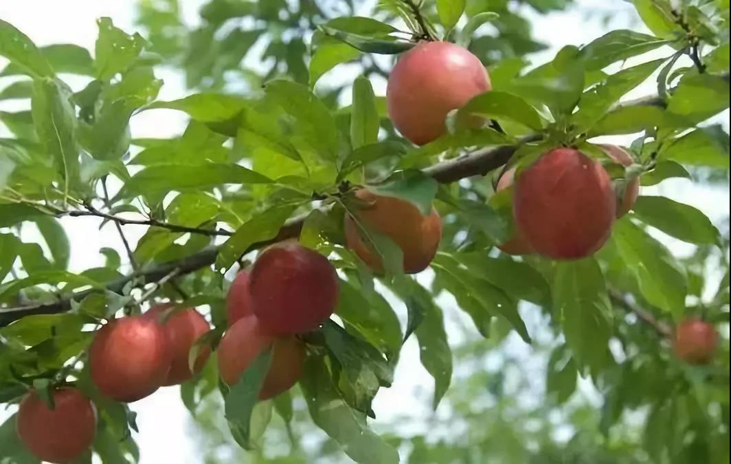 When fertilizing fruit trees in autumn, you must remember these two 70%!