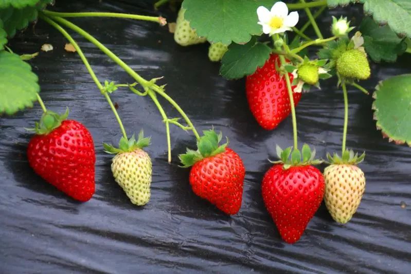How to manage strawberry growth period?