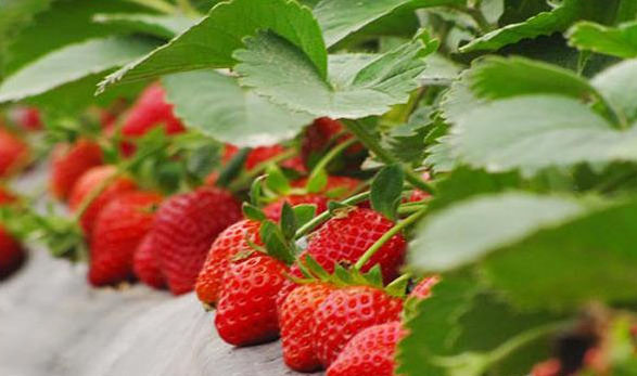 Management matters after strawberry planting