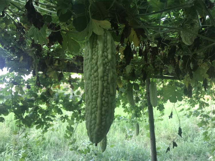 The best fertilizer for bitter gourd