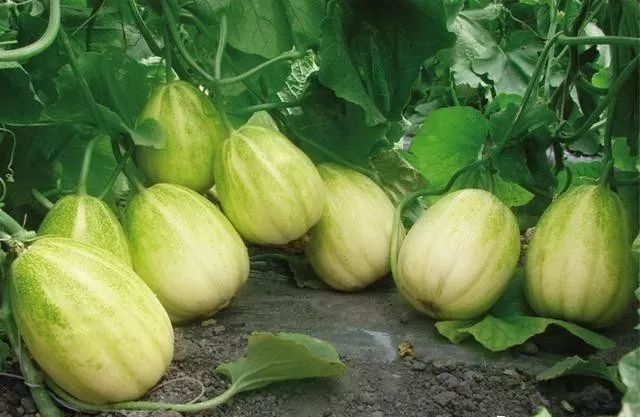 Fertilization and watering management of muskmelon in greenhouse