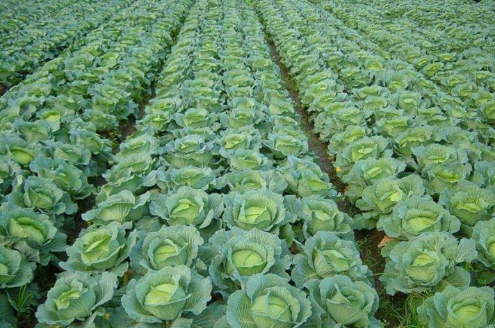 Best NPK fertilizer for Cabbage