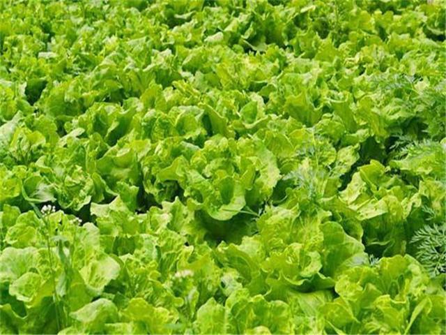 Best NPK fertilizer for lettuce