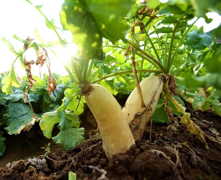 Technical points of white radish fertilization and seeding