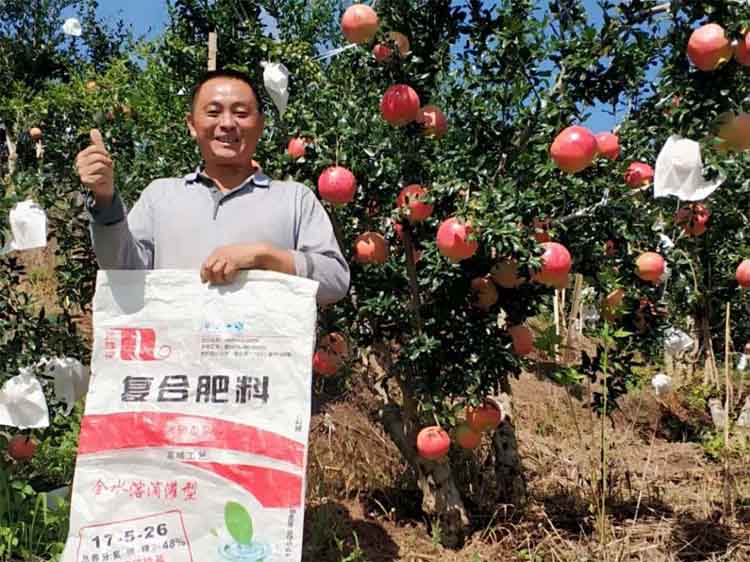The farmer used NPK15 15 15 pomegranate harvest