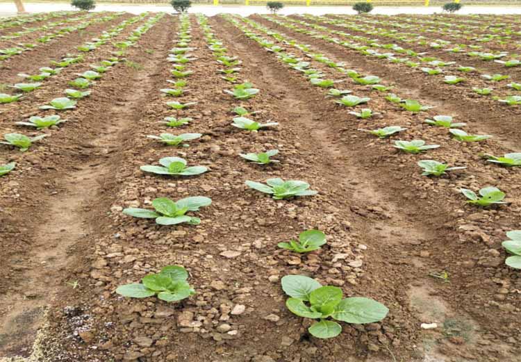 Key points of fertilization management for Chinese cabbage seedling