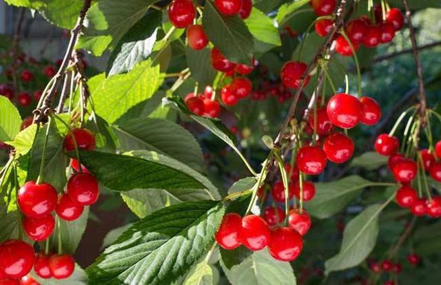 Best NPK fertilizer for Cherry