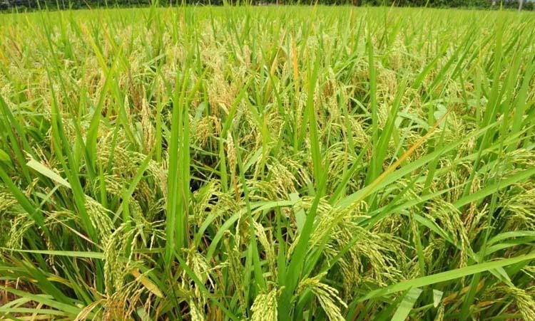Use foliar fertilizer in the middle and late stages of late rice to save fertilizer cost and increase yield