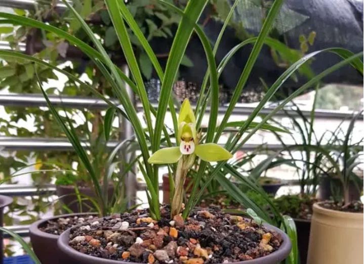 Fertilization techniques for orchids in each growth period, rational use of nitrogen, phosphorus and potassium fertilizers
