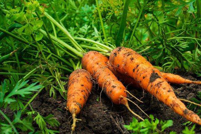 How to fertilize carrots correctly, Carrot fertilization recommendations