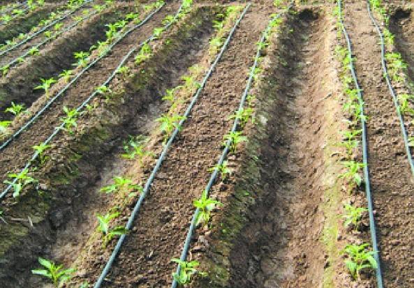 Which fertilizers can be used for drip irrigation?