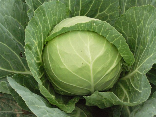 Technical points of cabbage planting and fertilization during rosette