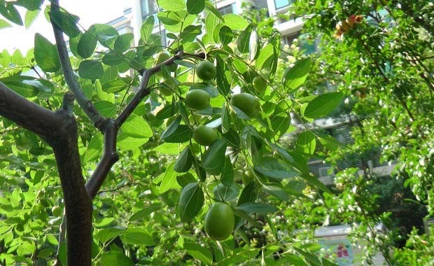 Jujube year-round fertilizer program