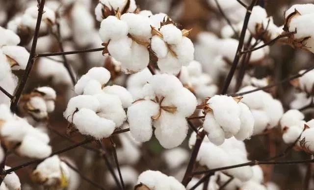 The Effect of Nitrogen Fertilizer, Phosphorus Fertilizer and Potassium Fertilizer in the Process of Cotton Growth