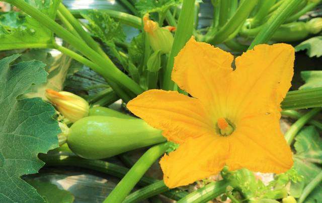 Best NPK fertilizer for Squash