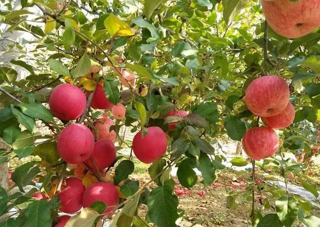How to apply bio-organic fertilizer for apples and pears