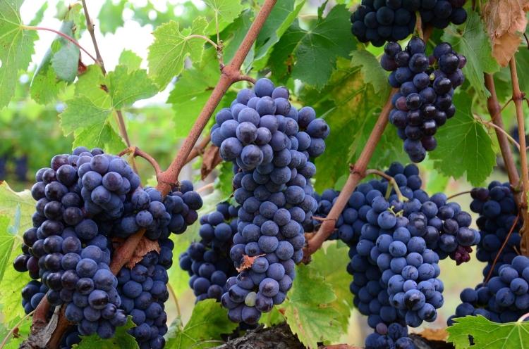 How to apply bio-organic fertilizer to grapes