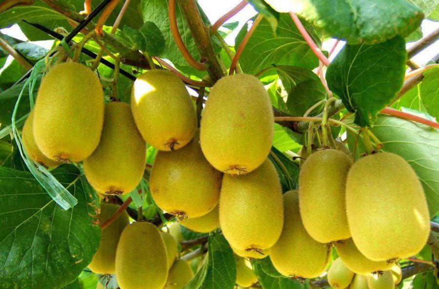 How to apply bio-organic fertilizer to kiwi fruit
