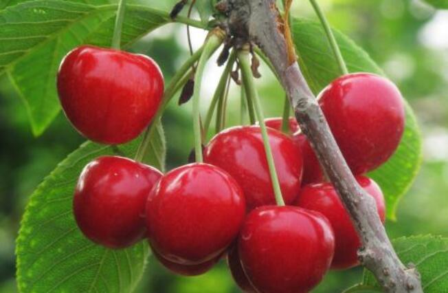 How to apply bio-organic fertilizer for cherries