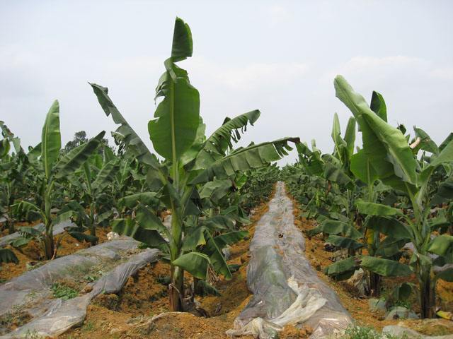 How to use bio-organic fertilizer for banana