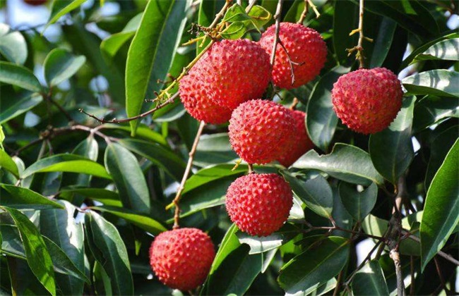 How to apply bio-organic fertilizer to litchi