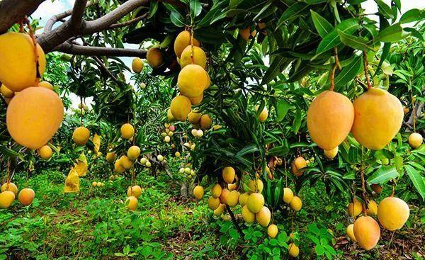 How to use bio-organic fertilizer for mango