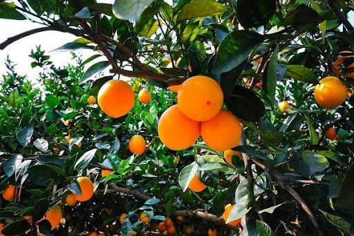 How to use bio-organic fertilizer for citrus and navel orange