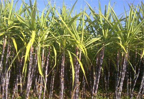 How to apply bio-organic fertilizer to sugarcane