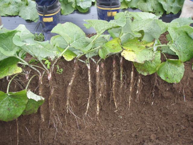 How to use bio-organic fertilizer for burdock and yam