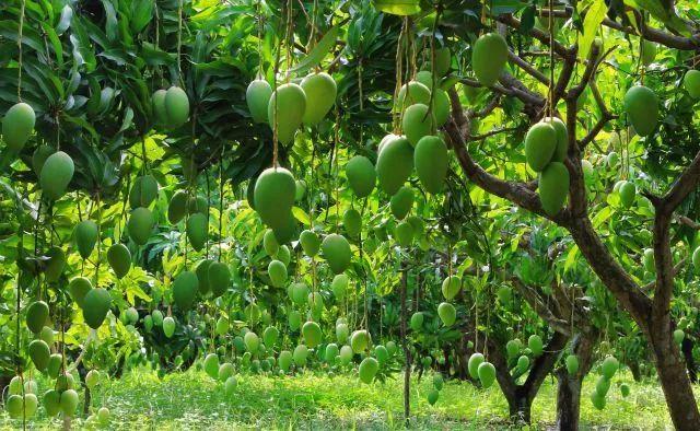 How to use bio-organic fertilizer for mango