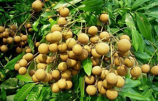 How to apply biological organic fertilizer to longan