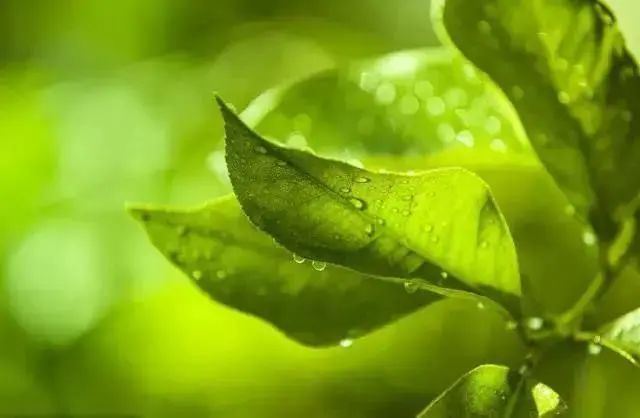 What are the types of leaf fertilizer?