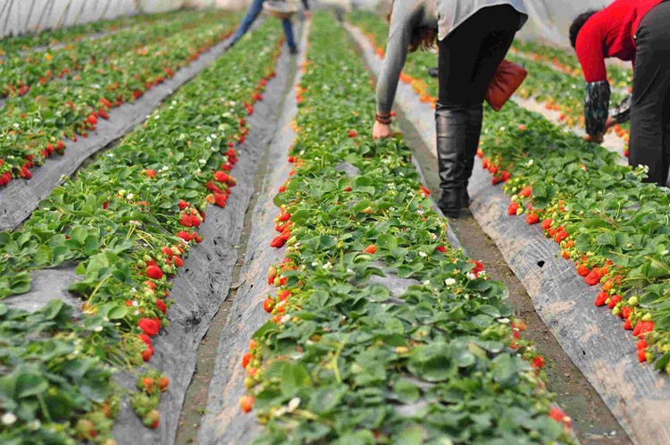 Strawberry seedling cultivation and fertilization technology