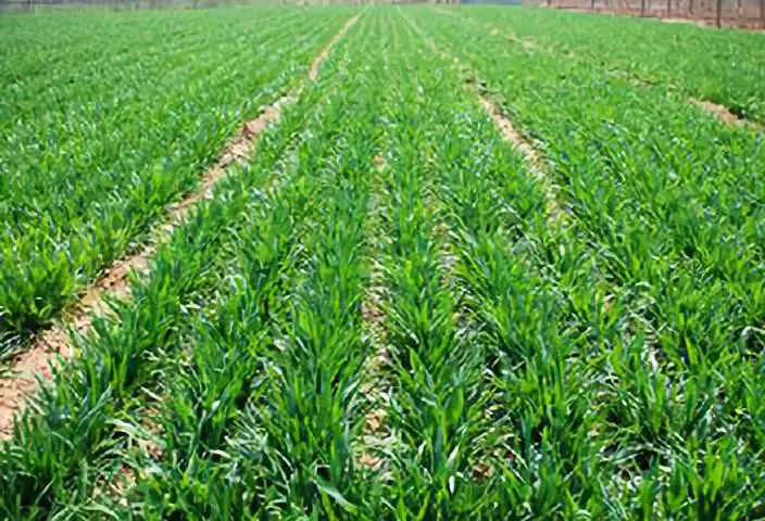 What kind of fertilizer should be used for turning wheat into green fertilizer? How much is applied per mu?