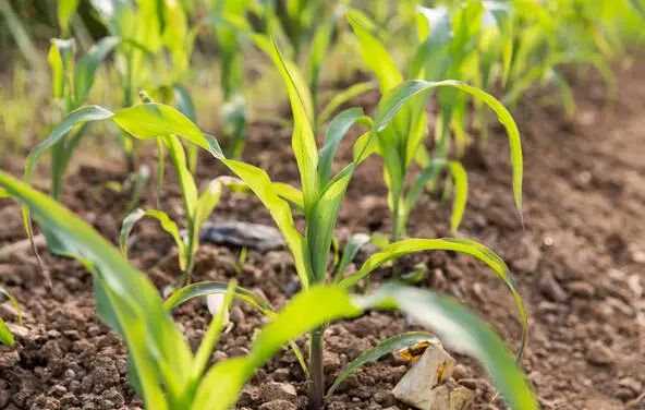 Key Points of Management Techniques for Corn Seedling