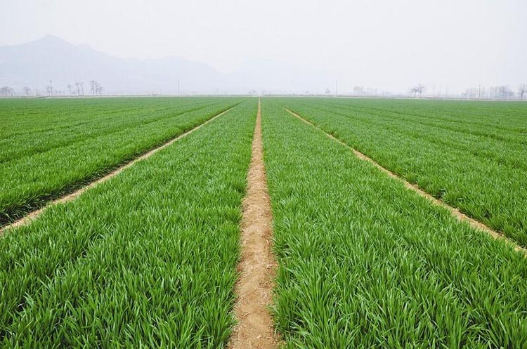 Can wheat be re-green fertilizer, can it be water-soluble fertilizer?