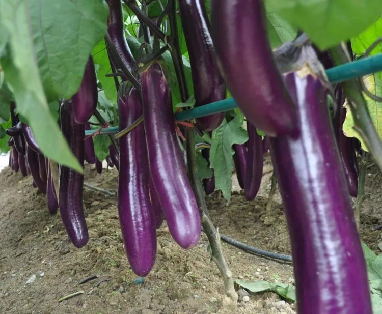 Eggplant