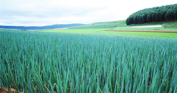 Green onions