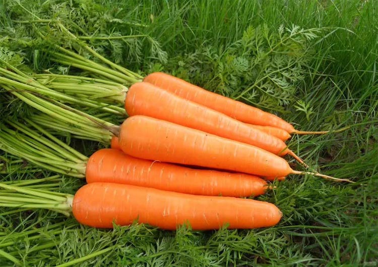 Carrots