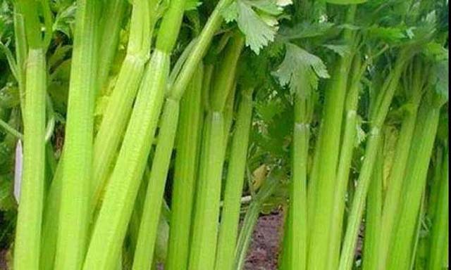 celery 