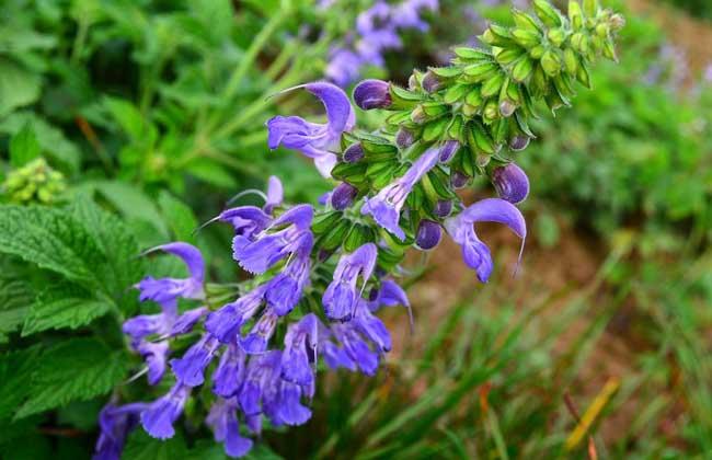 What fertilizer is used to grow salvia